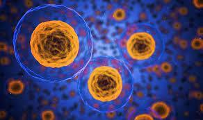 Cell Renewal and Cancer