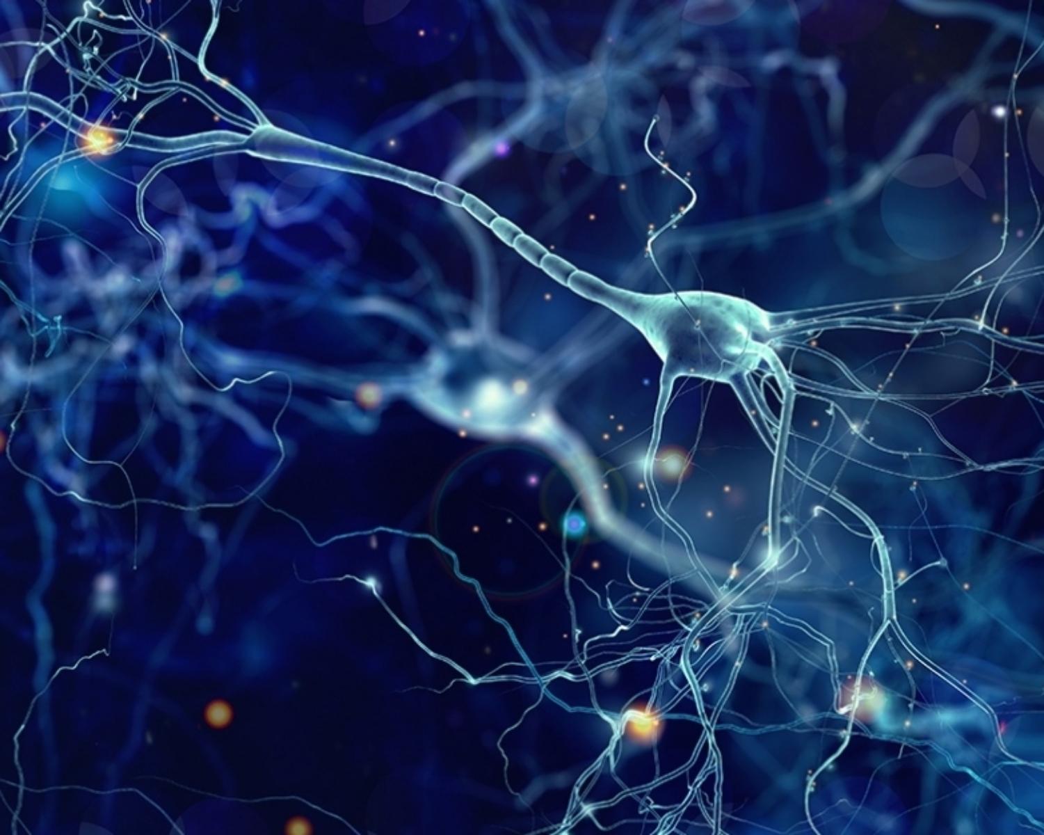 Mirror Neurons