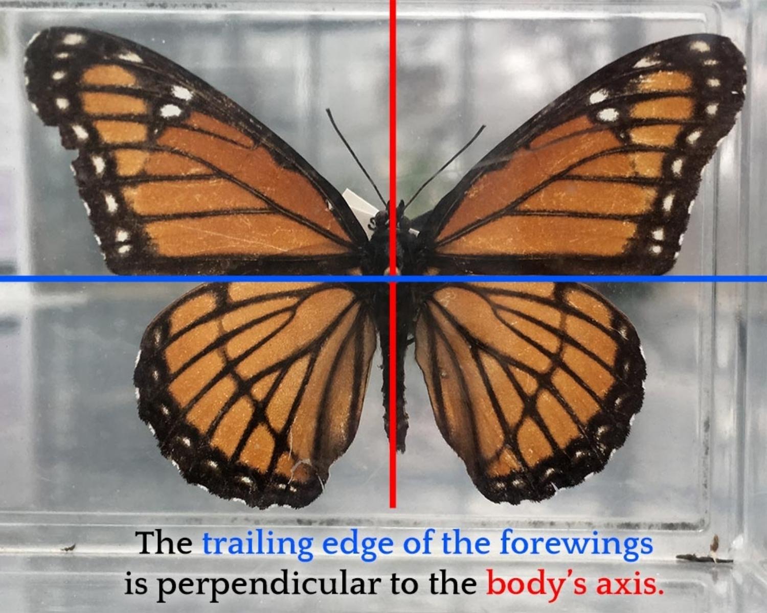 Pinned/Dead Butterfly
