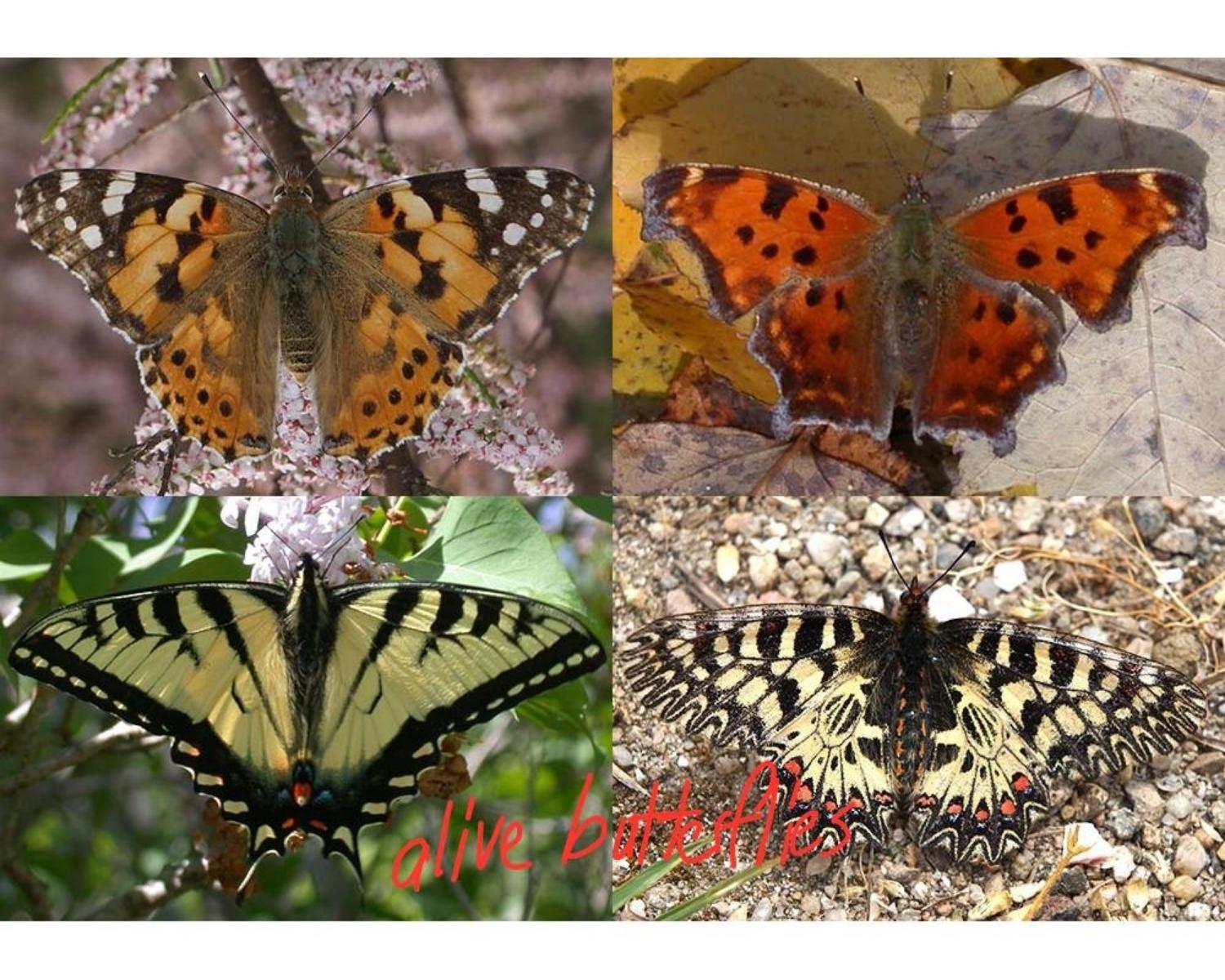 Form of alive butterflies
