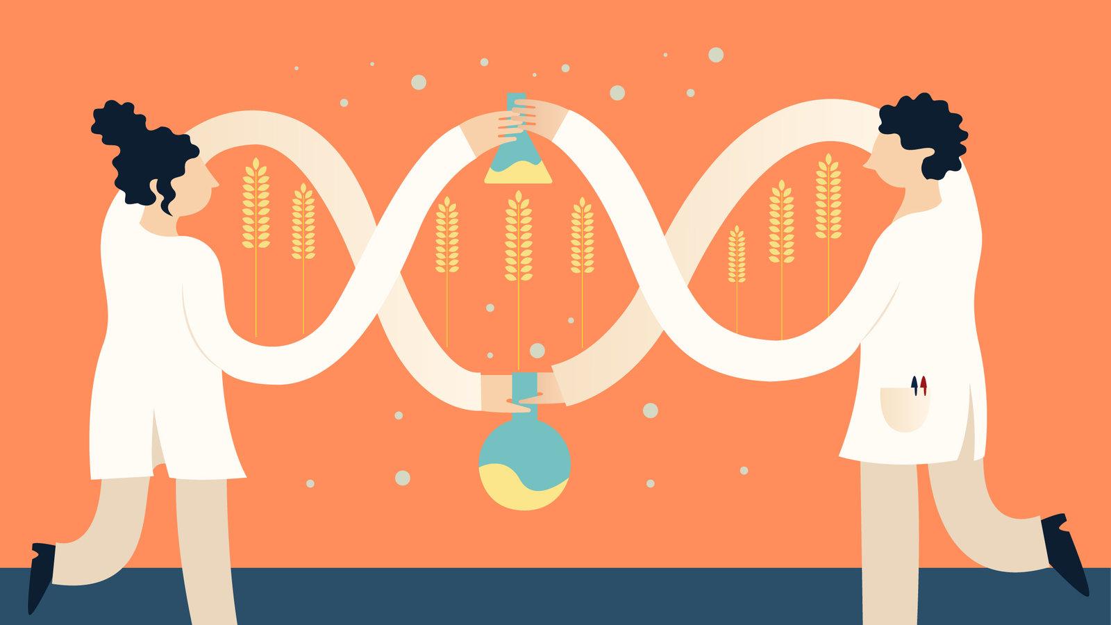 Assessing The Safety of GM foods