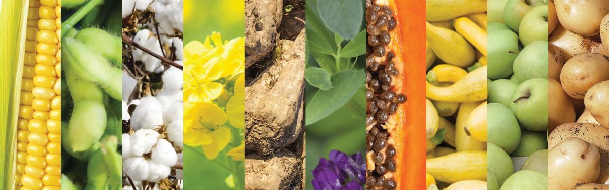 Genetically Modified Foods Are Safe
