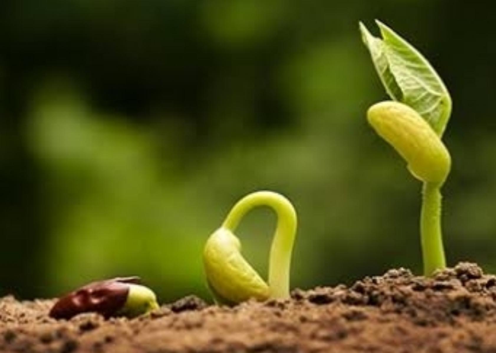 To Seed an Idea