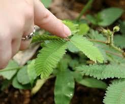 View, Smell Or Touch Plants