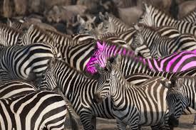 Standing Up Against The Herd