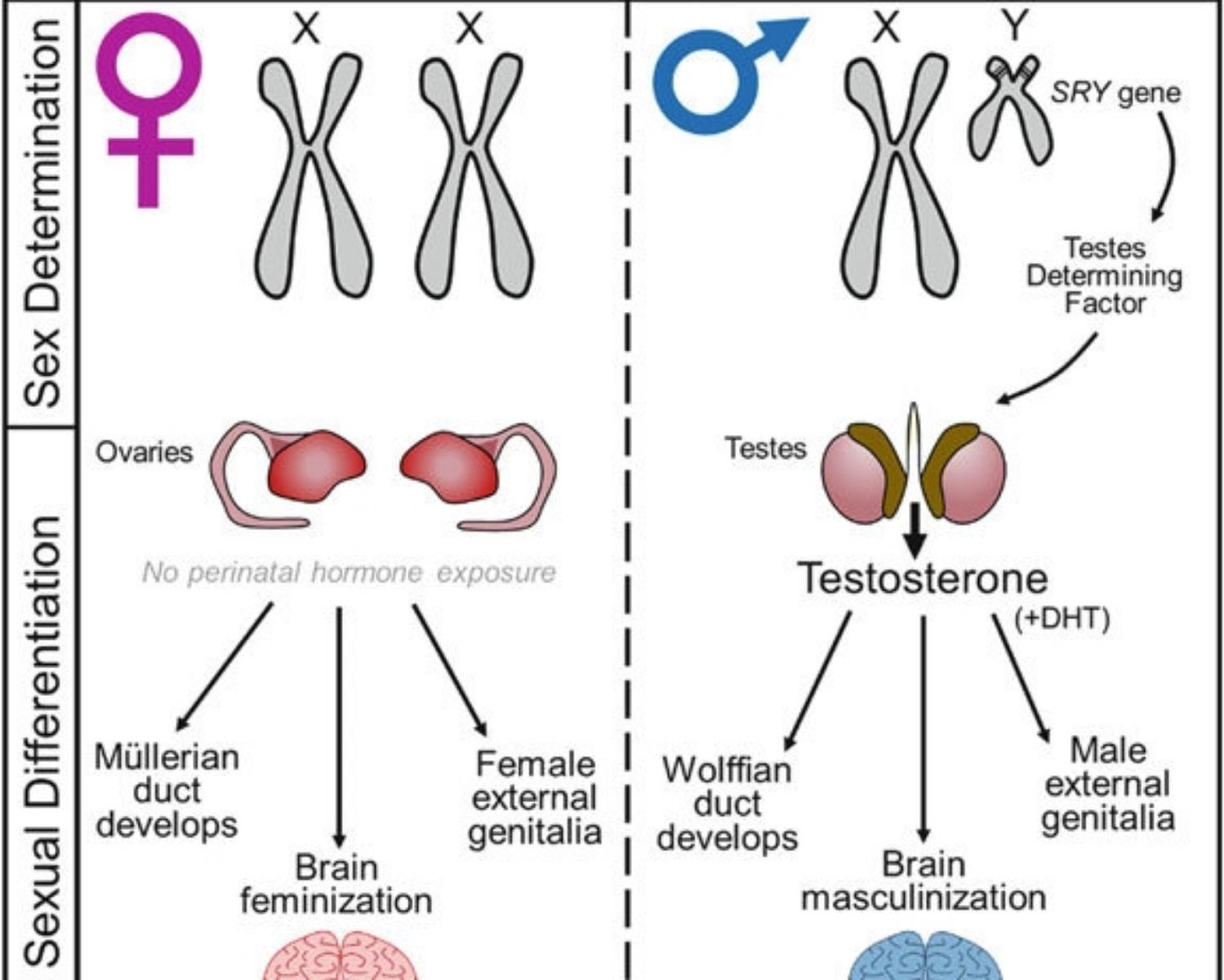 To Understand How, We Need A Lesson On Human Sex Differentiation