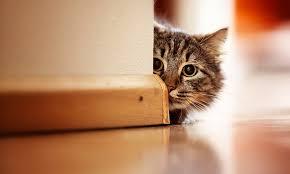 Quieting your curiosity