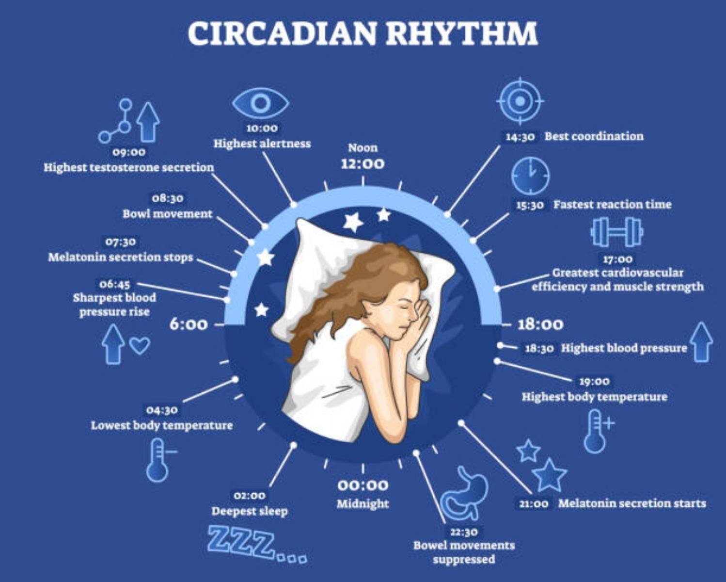 3 Types Of Biological Rhythms