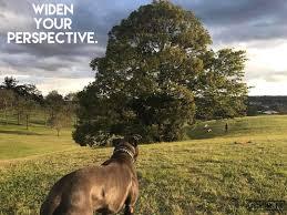 Widen Your Perspective