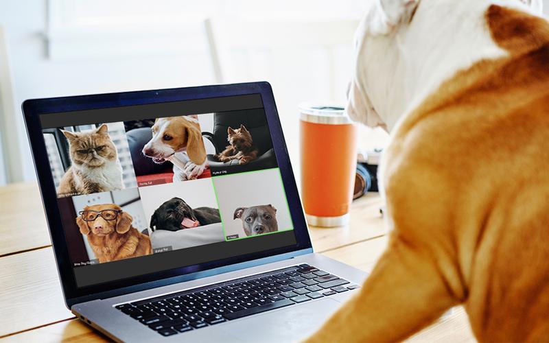 Remote Work is a Unicorn (Before the Pandemic)