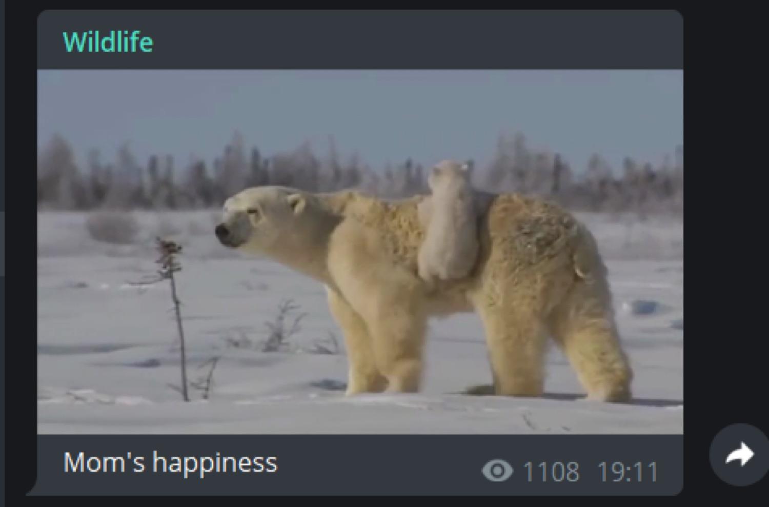 @wildlifen
