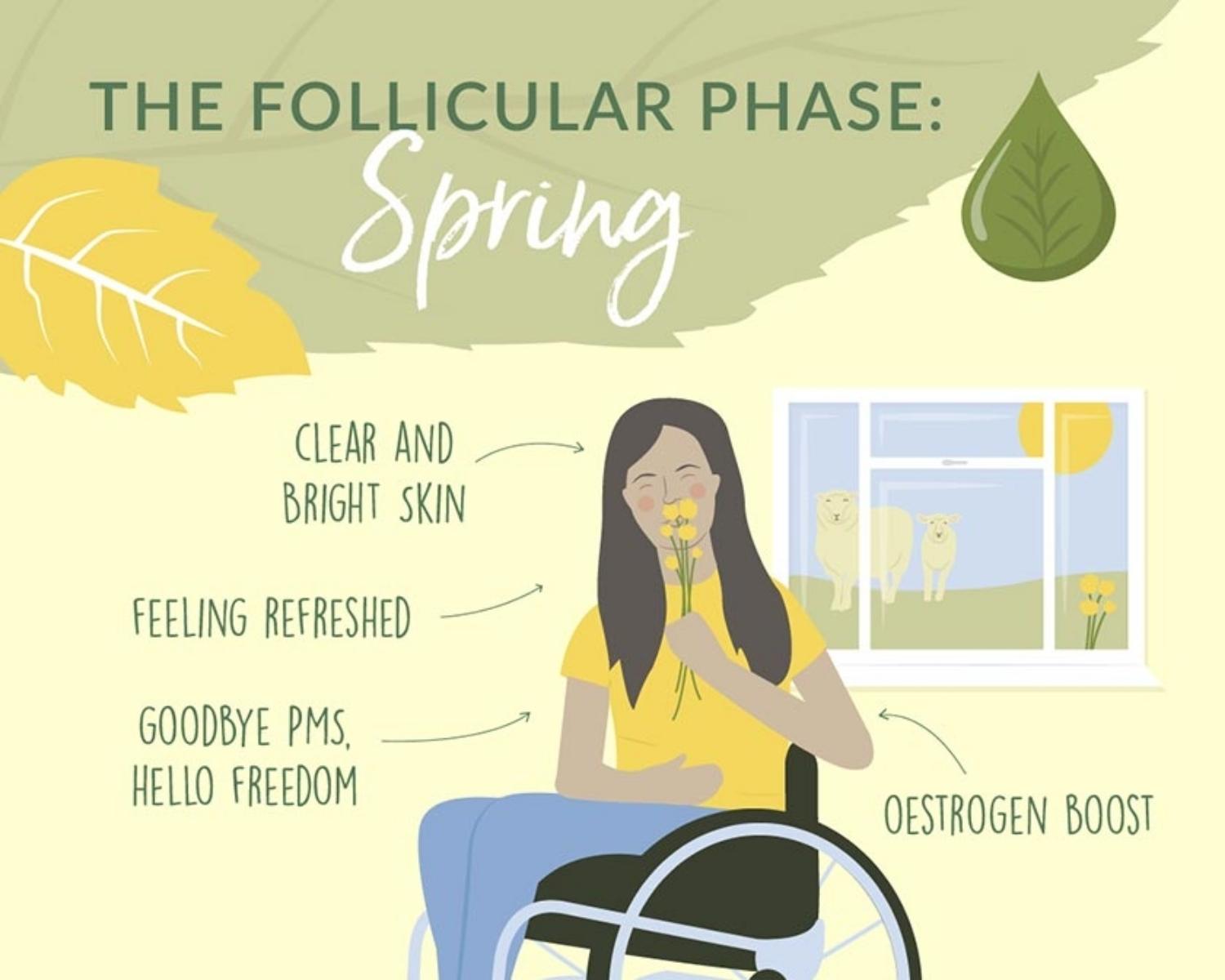 Hormonal Pattern: 2.Follicular Phase8 (Day6-12)