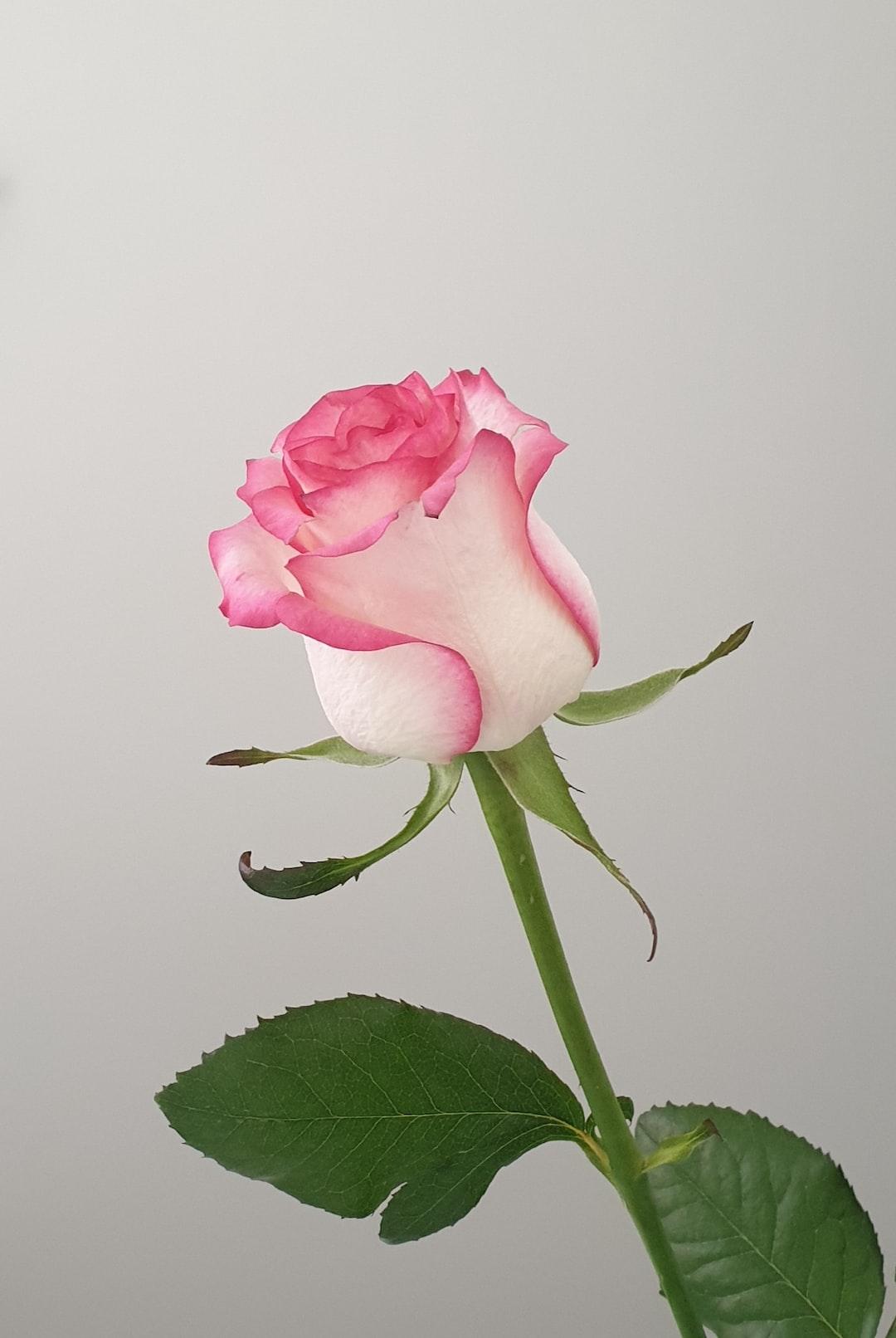 Rosee