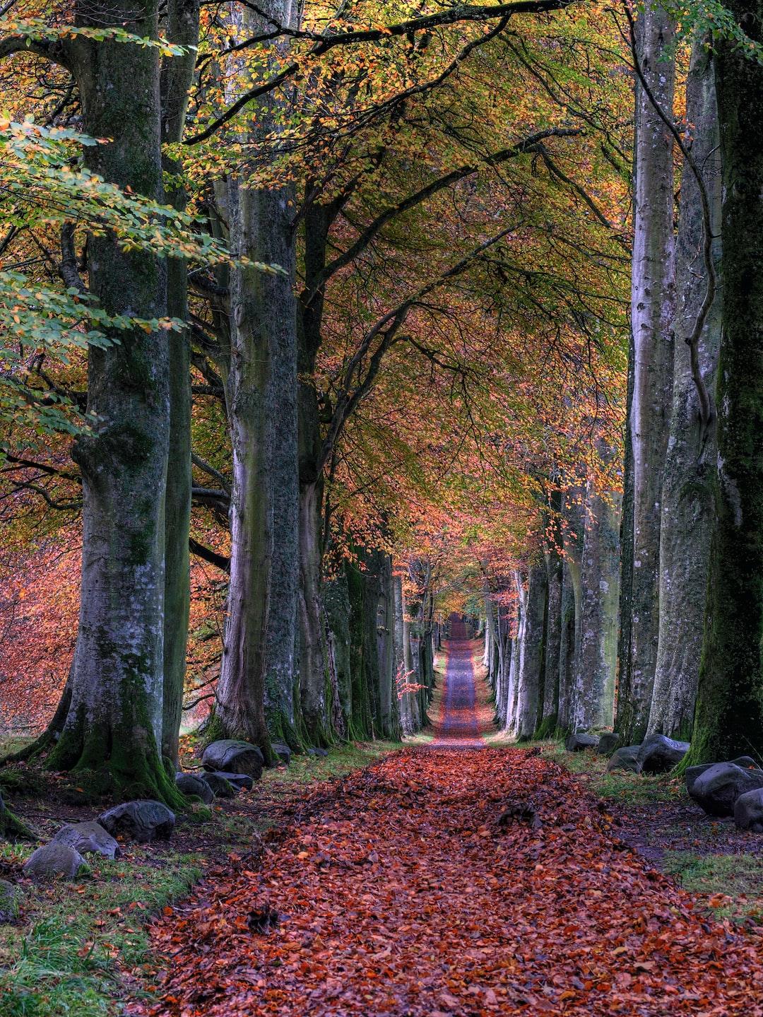 Navigating Life Path : A Journey to Harmony