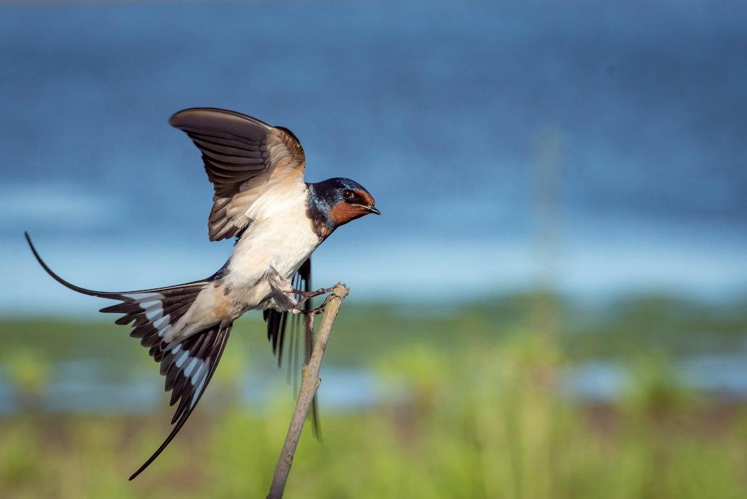 Swallow Truth