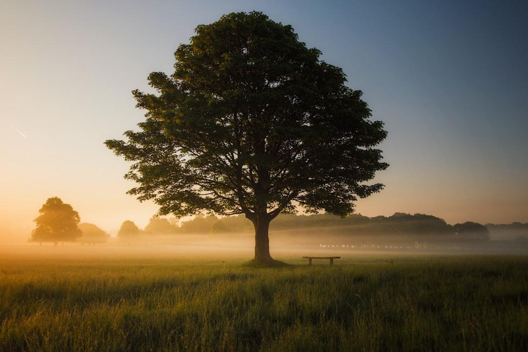 Life Lessons from a Tree