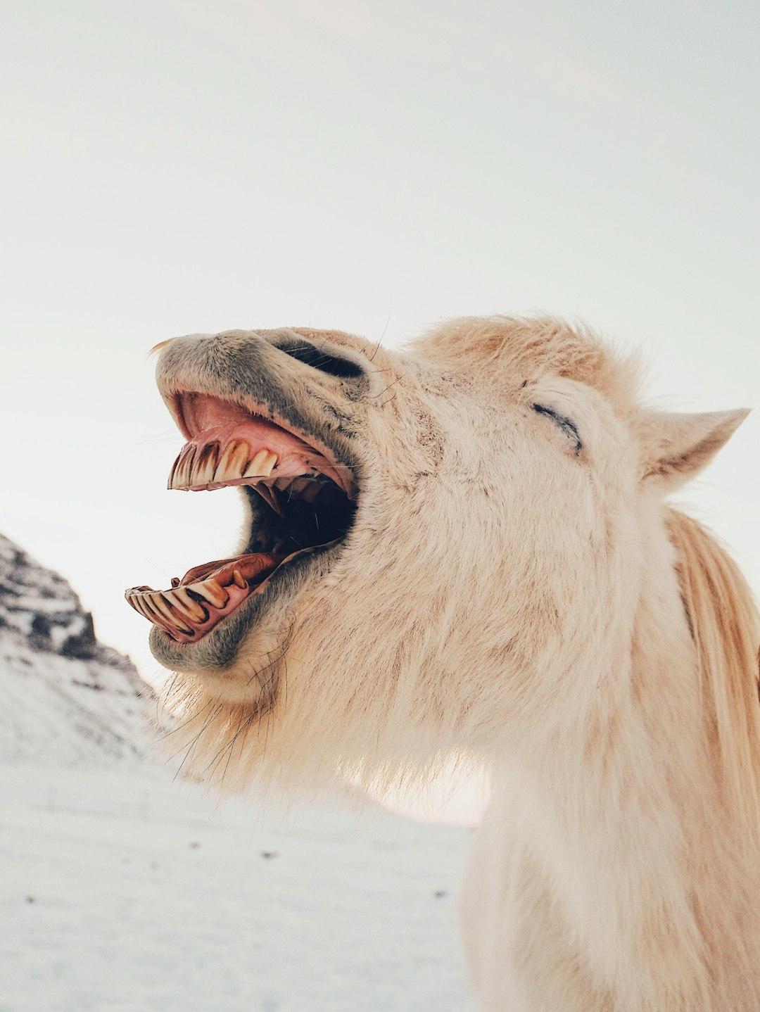 Laugh Your Way to Better Health: The Unconventional Guide