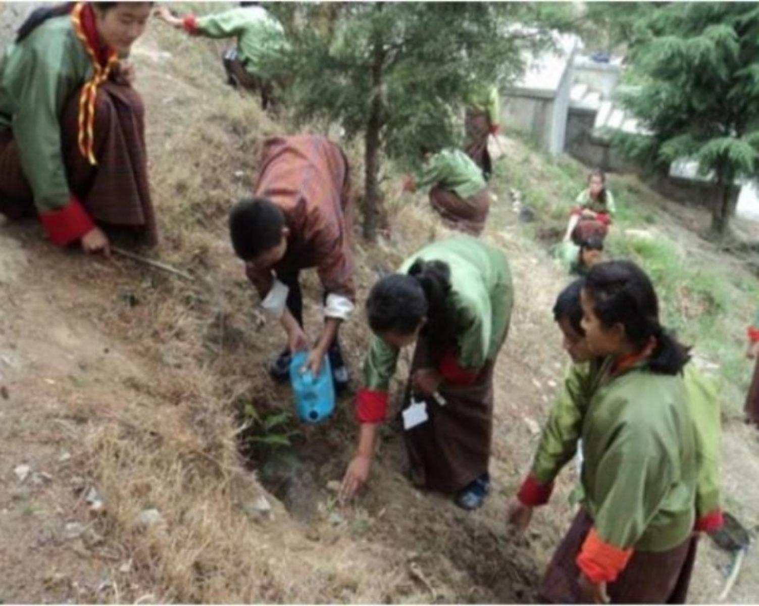 8. Planting trees