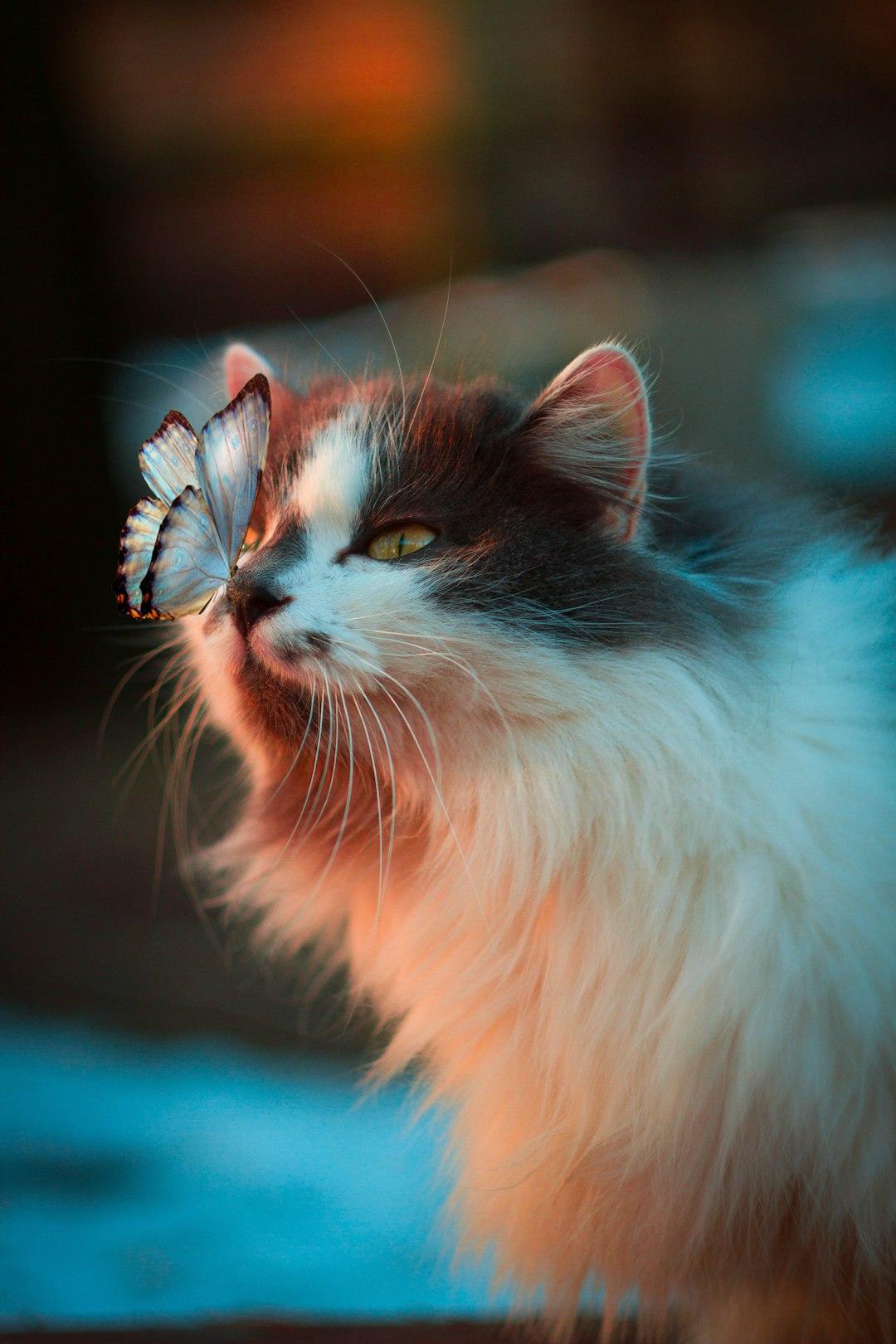 How to make a cat not hate you