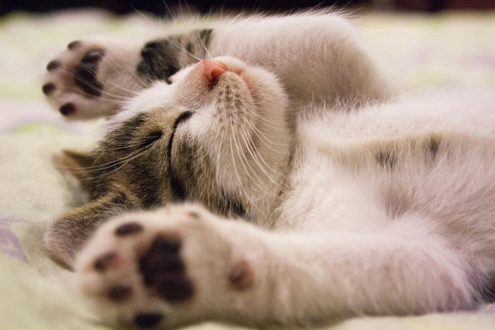Kitty Quotes