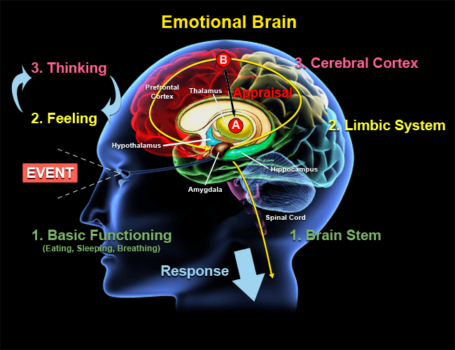 <p>We are programmed to act in...