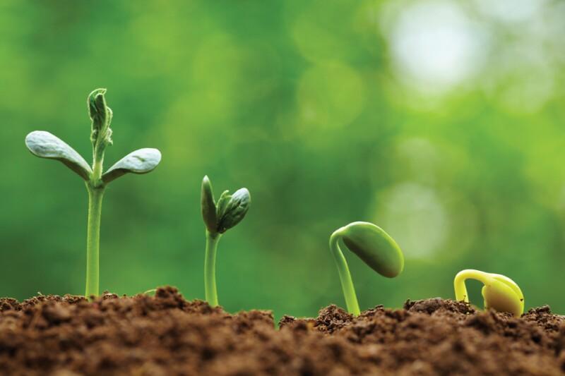 <p><strong>Pocket #3: Grow</st...