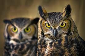 35. Owls are bad luck.
