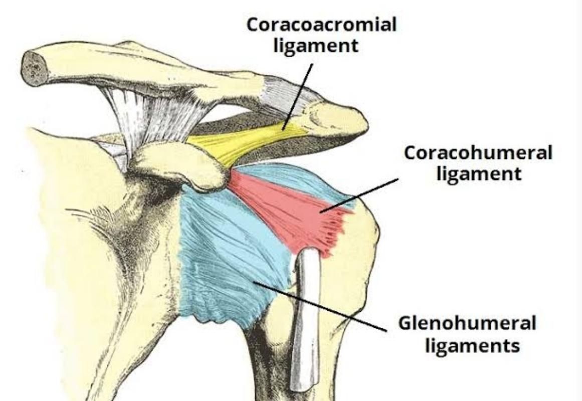 Rotator Cuff Injury : What Is Coracoacromial Arch?