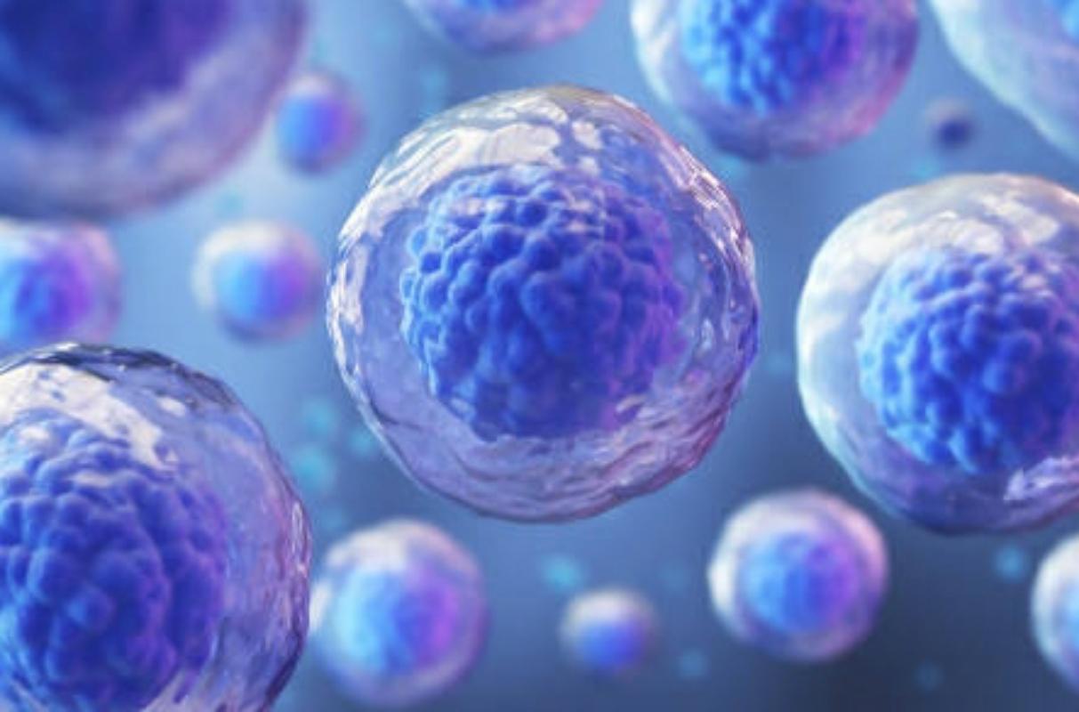 Immune System : Bone Marrow
