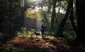 Forest Bathing