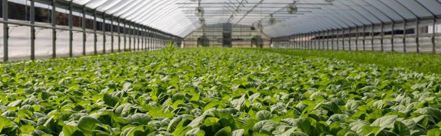 Greenhouse effect.