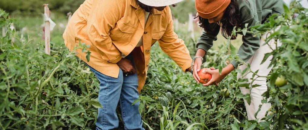 How large-scale commercial farming has led to fewer opportunities for small farmers.