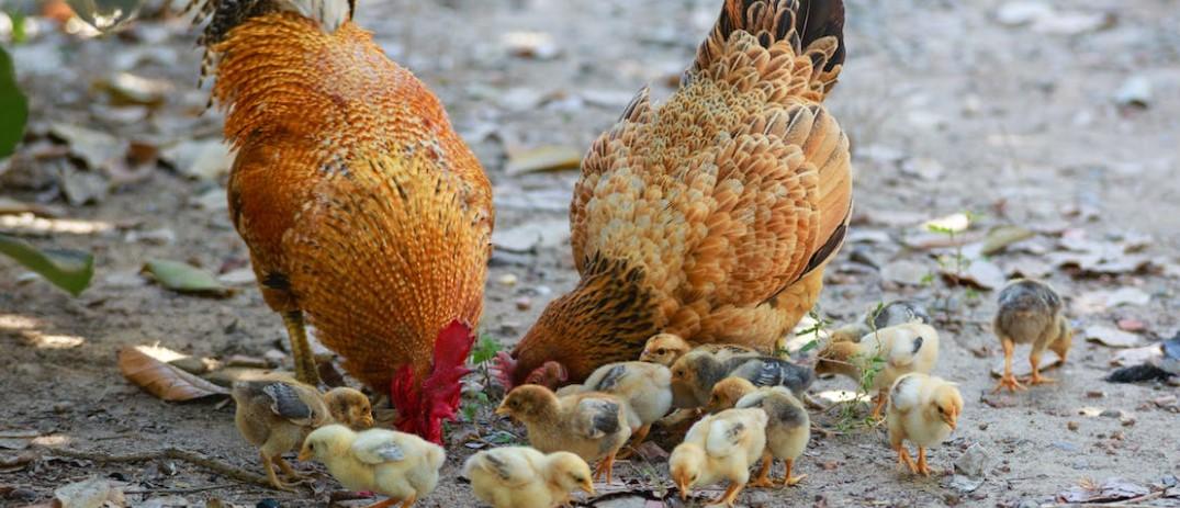 Some additional suggestions for those currently working as farmers.