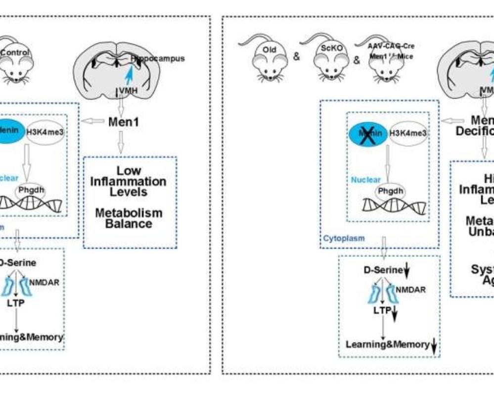 D-serin reversed physiological aging in mice