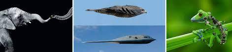 Biomimicry Examples.