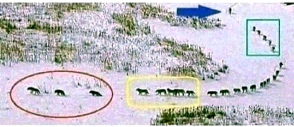 We Can Learn Invaluable Lessons From This Pack Of Wolves :