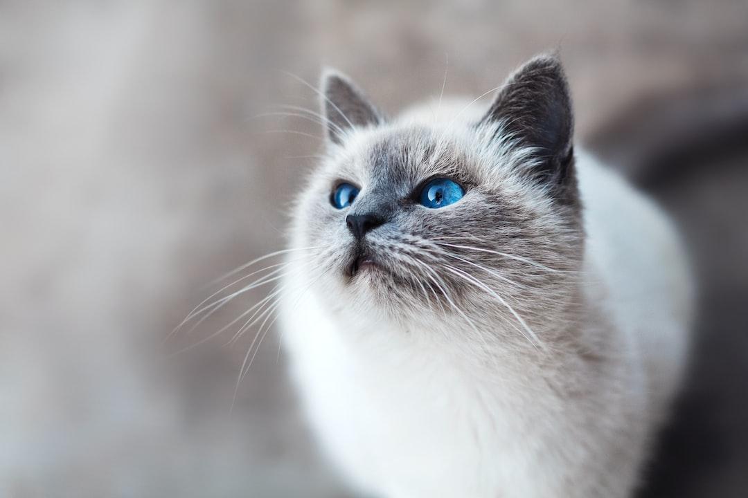 Pet a Cat When You Encounter One on the Street