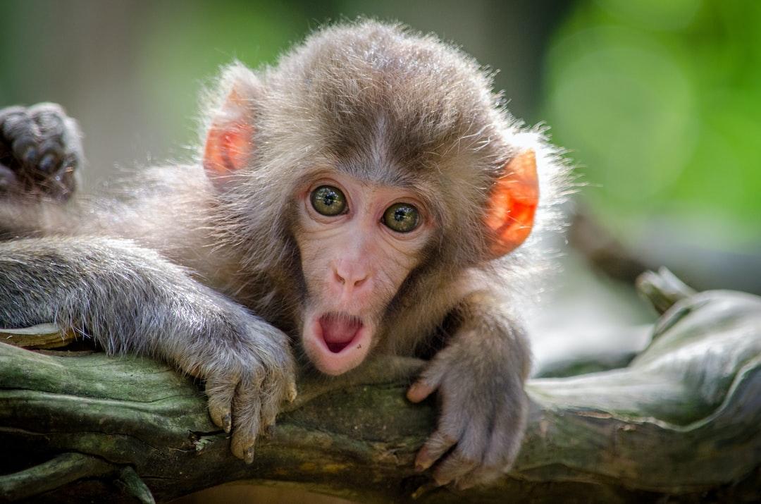 The Monkey Mind Vs. The Monk Mind
