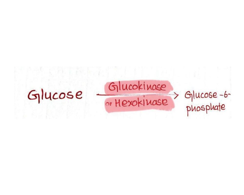 First Step - Glucose Phosphorylation