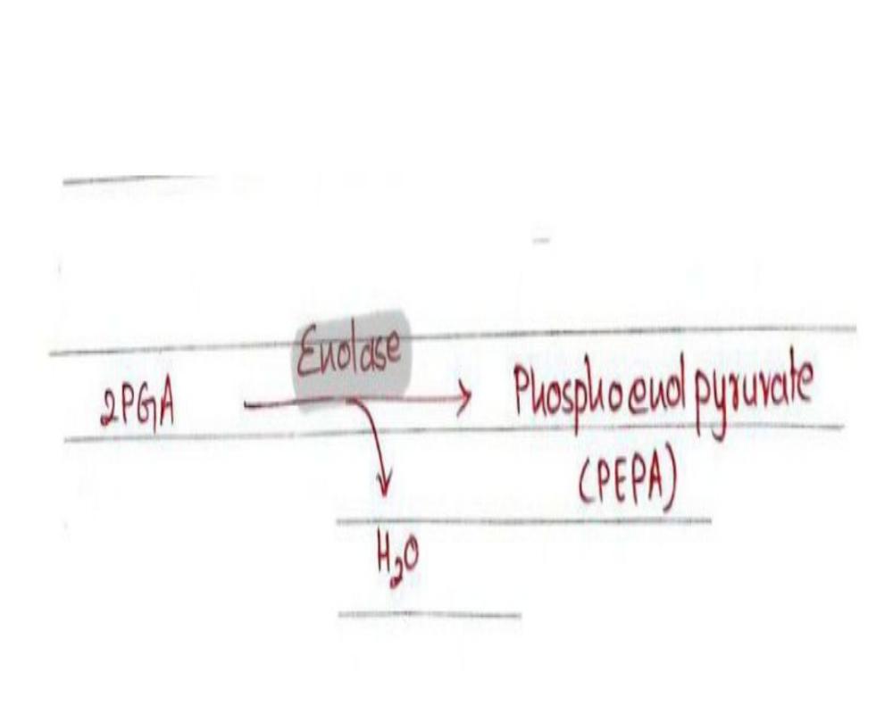 9. Dehydration Of 2-PGA to Form PEPA
