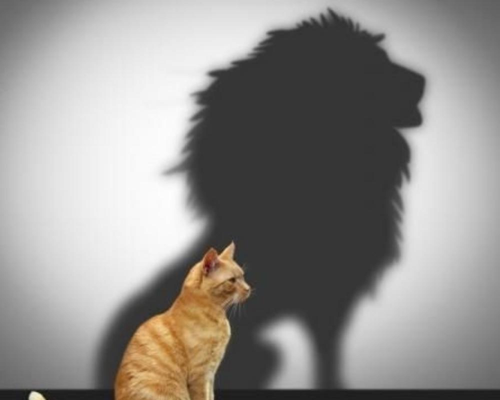 HOW TO CHANGE YOUR MINDSET: