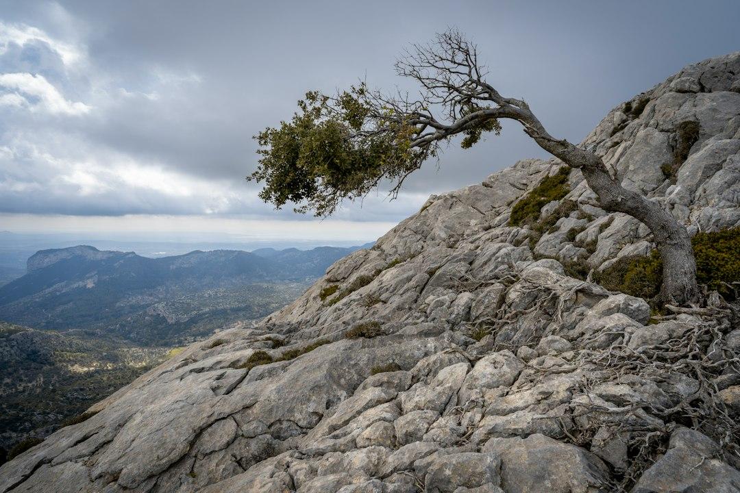 The Art of Resilience 