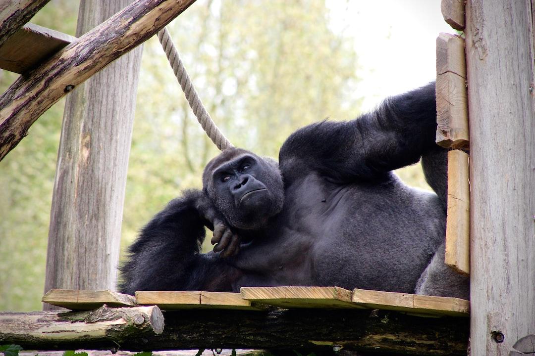 How Cooking Distinguished Humans from Animals