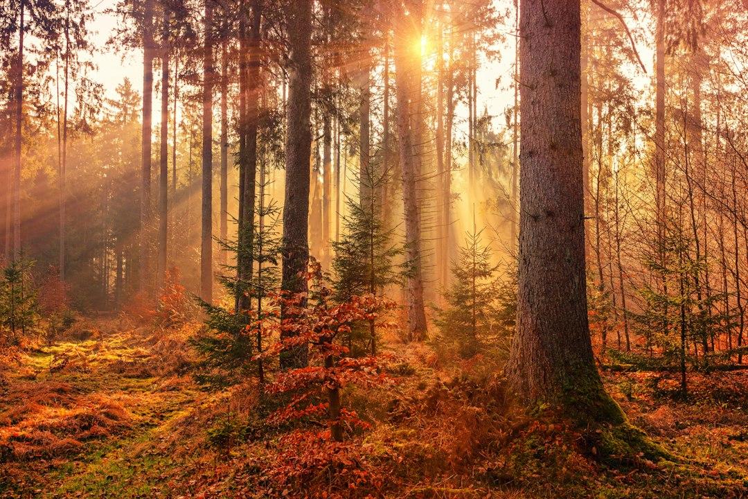 Nature's Wisdom 