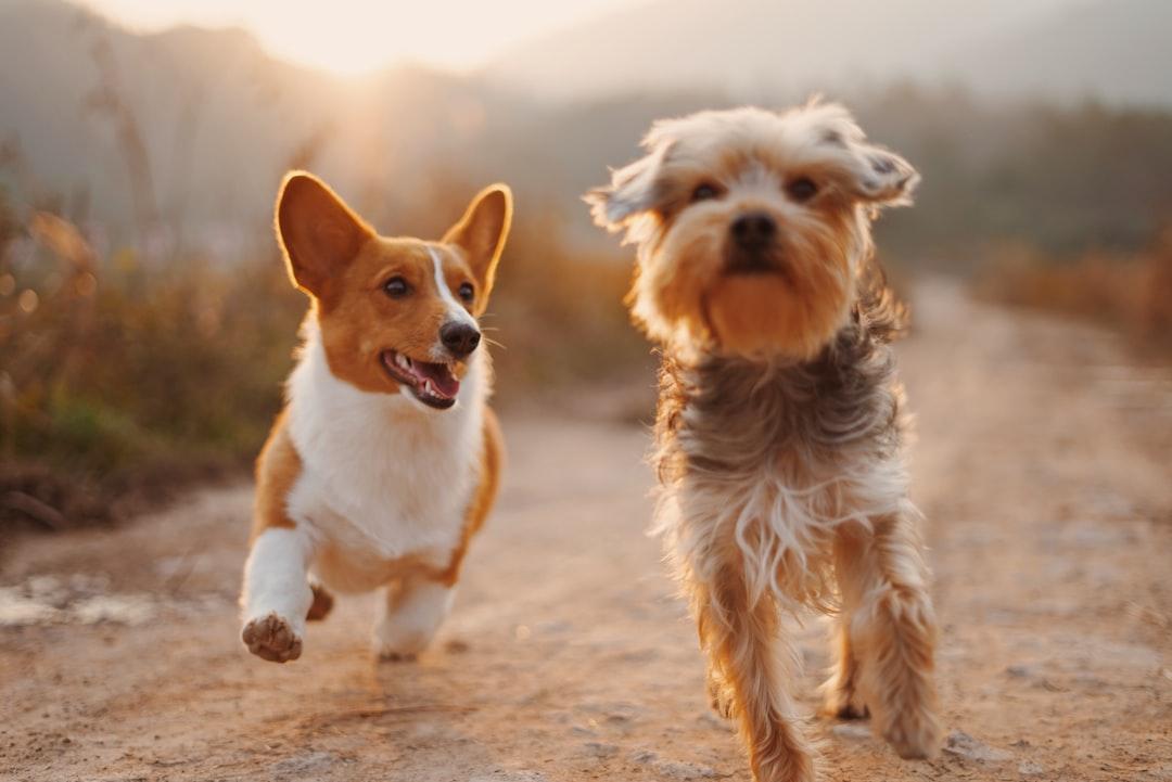 Why Dogs? 