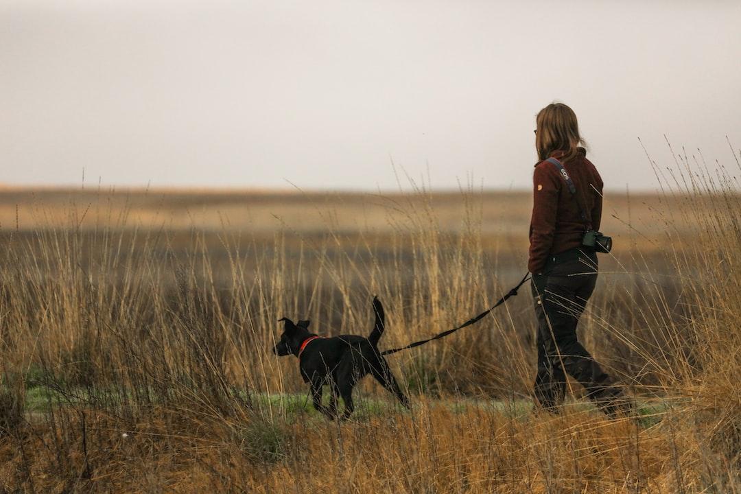 The Dual Benefits of Dog Walking