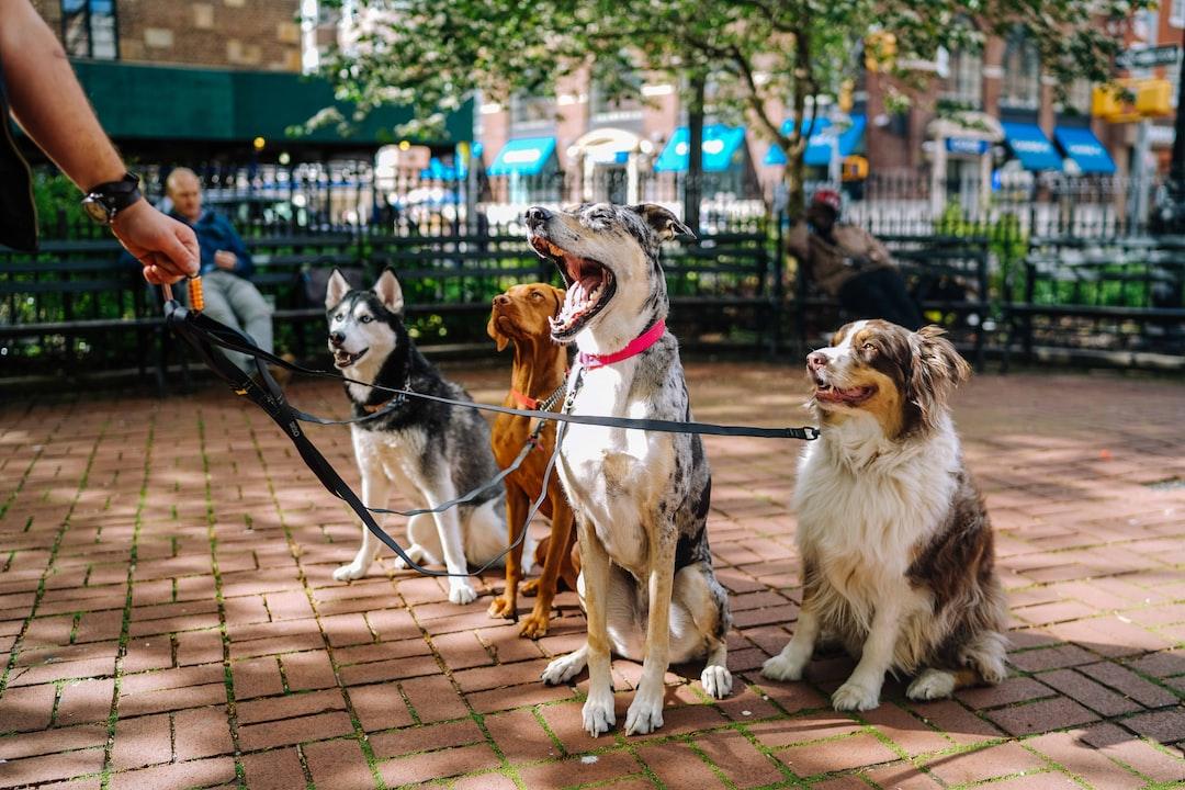 Social Opportunities for You and Your Pet