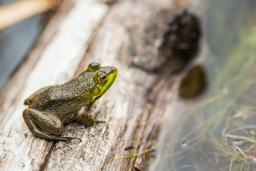 5. Eat That Frog