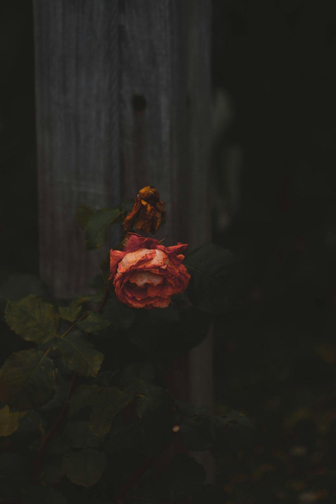 SYLVIA PATH 