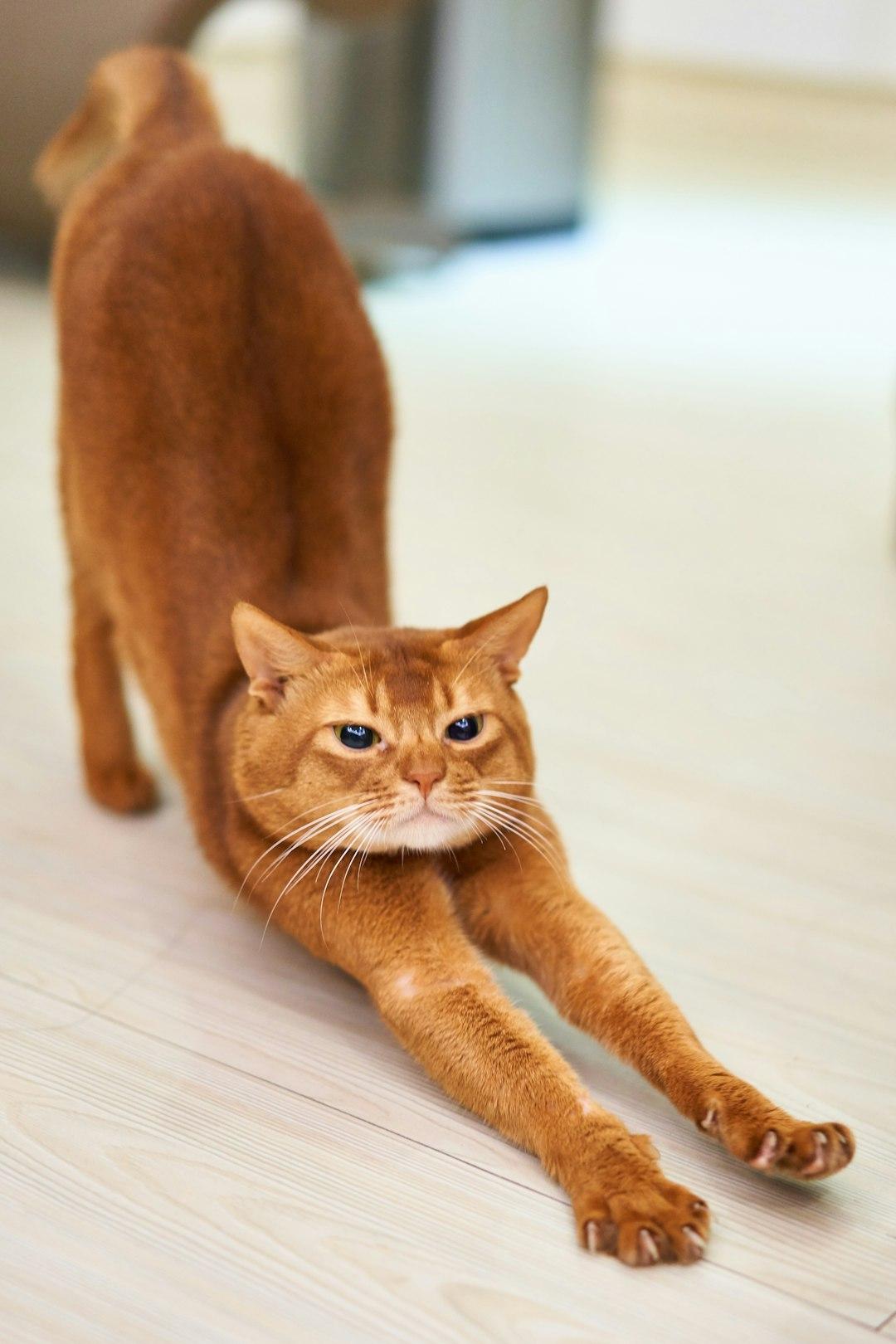 Stretching